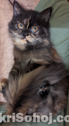 Traditional persian long hair cat